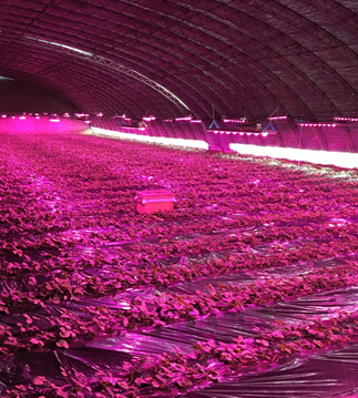 LED植物生长灯